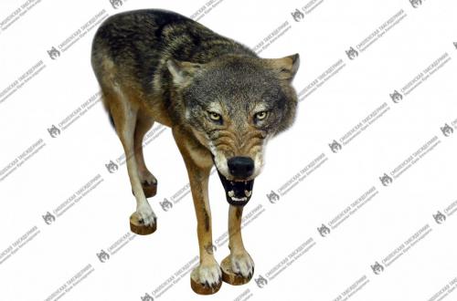 wolf_9